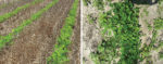 Interseeding side by side