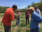 Field day participants looking at soil around cover crop roots.