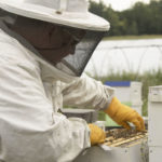 A man managing his bees in face shield, body suit, and gloves.