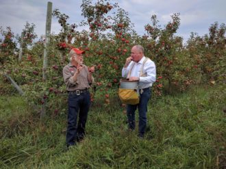 Two men in an apple orchard talking and collecting apples Two men in an apple orchard talking and collecting apples
