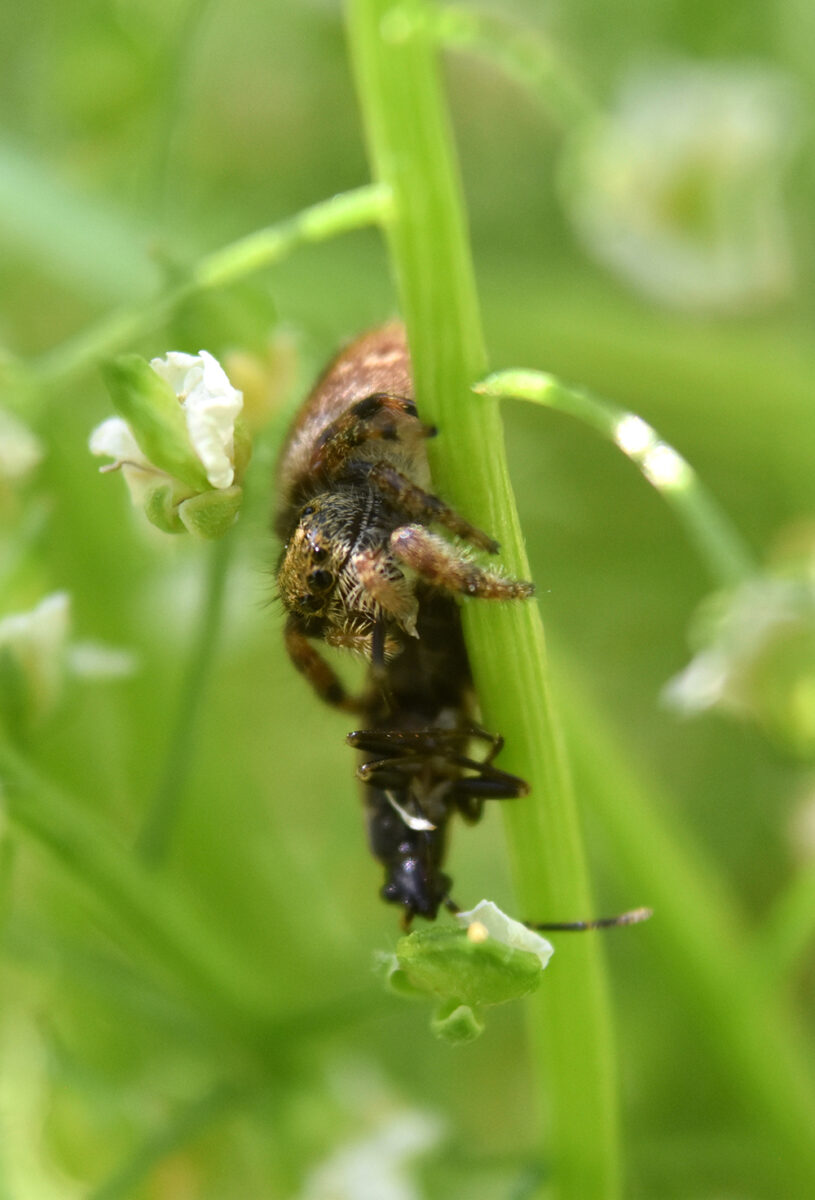 Fuzzy looking jumping spider with plant bug prey.