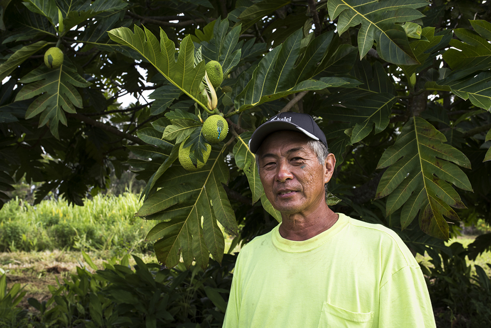 Man standing next to the tumeric bananas in Hawaii