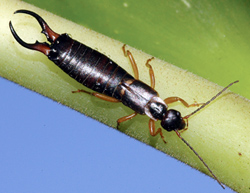 Dermaptera: Labiduridae Earwig