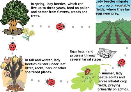 Lady Beetles follow food sources from field margins into cash crops over the course of the season.