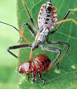 Hemiptera: Reduviidae Leafhopper assassin bug   (Zelus renardii)