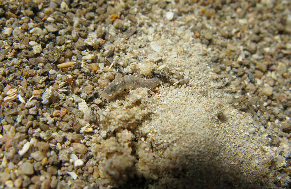 Snipe fly larva.