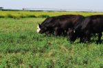 Cattle grazing