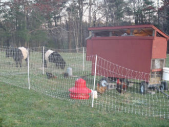Livestock integration Cows grazing outisde of a chicken coup