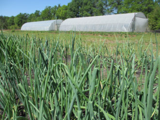 High tunnels High tunnels in the distance with the camera focused on close grasses