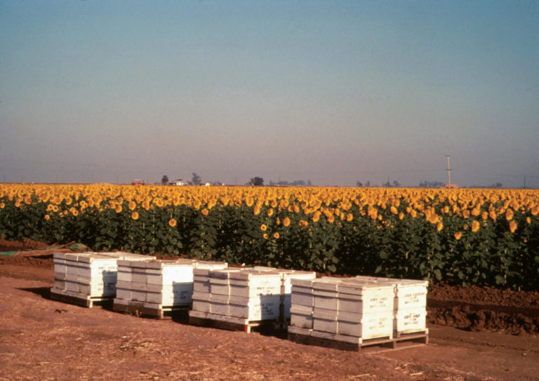 Figure 1.1. Honey bee hives placed near a sunflower field needing pollination. The estimated annual value of bee pollination to the US sunflower industry is $312 million. Honey bee hives placed near a sunflower field needing pollination.
