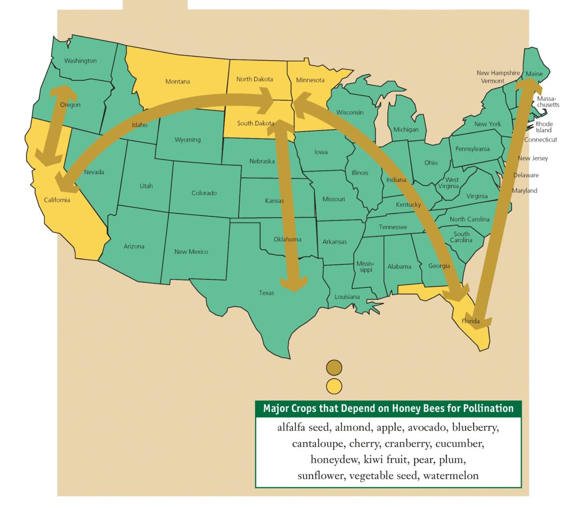 U.S. Map with some states in yellow and some in turquoise