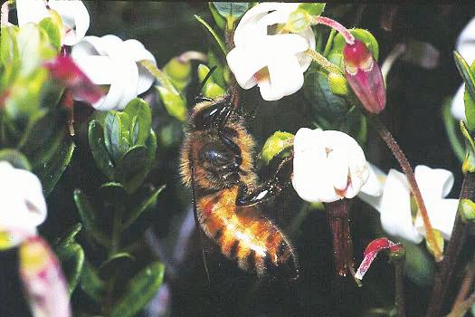 A honey bee pollinating a cranberry flower