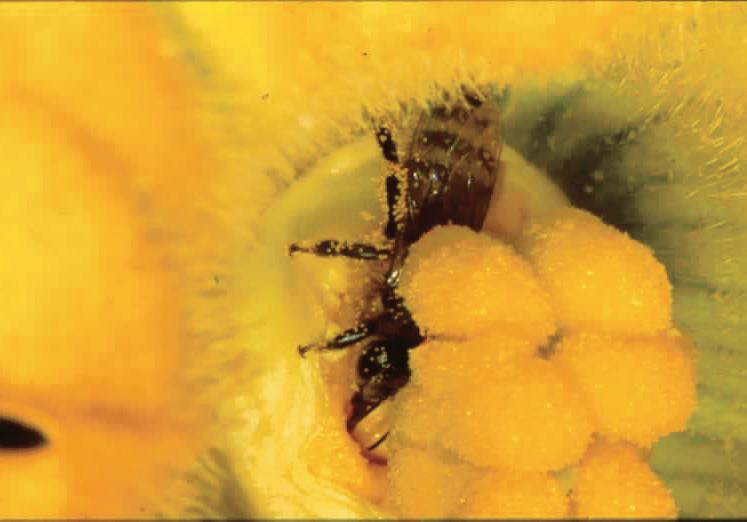 A squash bee gathering nectar from a zucchini flower.