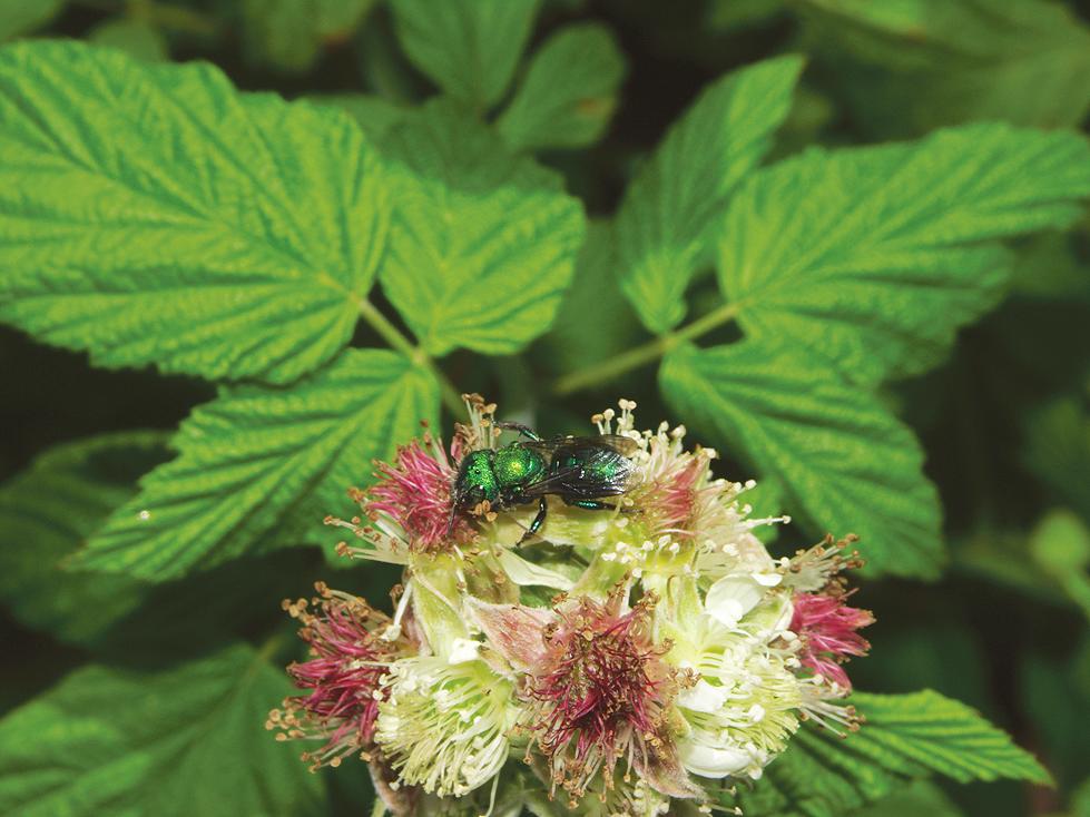 Native mason bees.