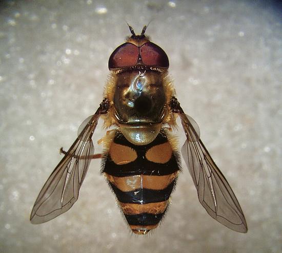 A dual-purpose beneficial insect: syrphid fly (Syrphus ribesii).