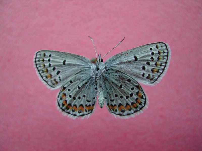 Karner Blue butterfly (Lycaeides Melissa-samuelis).