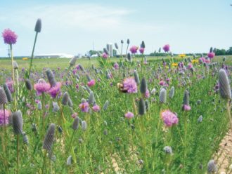Restored prairie areas adjacent to agricultural land.