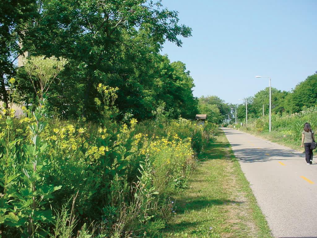 Prairie plants on the side of the road