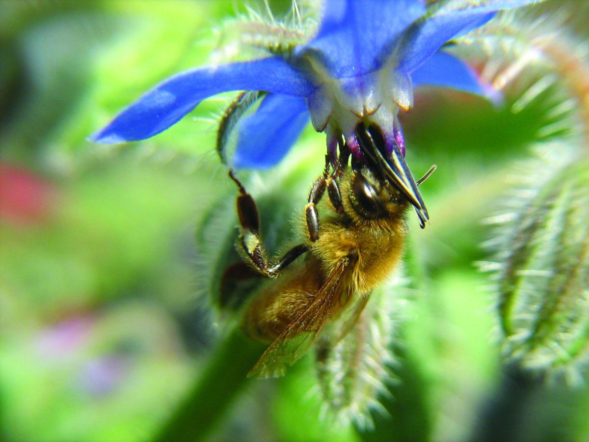 A honey bee gathering nectar from a borage flower.