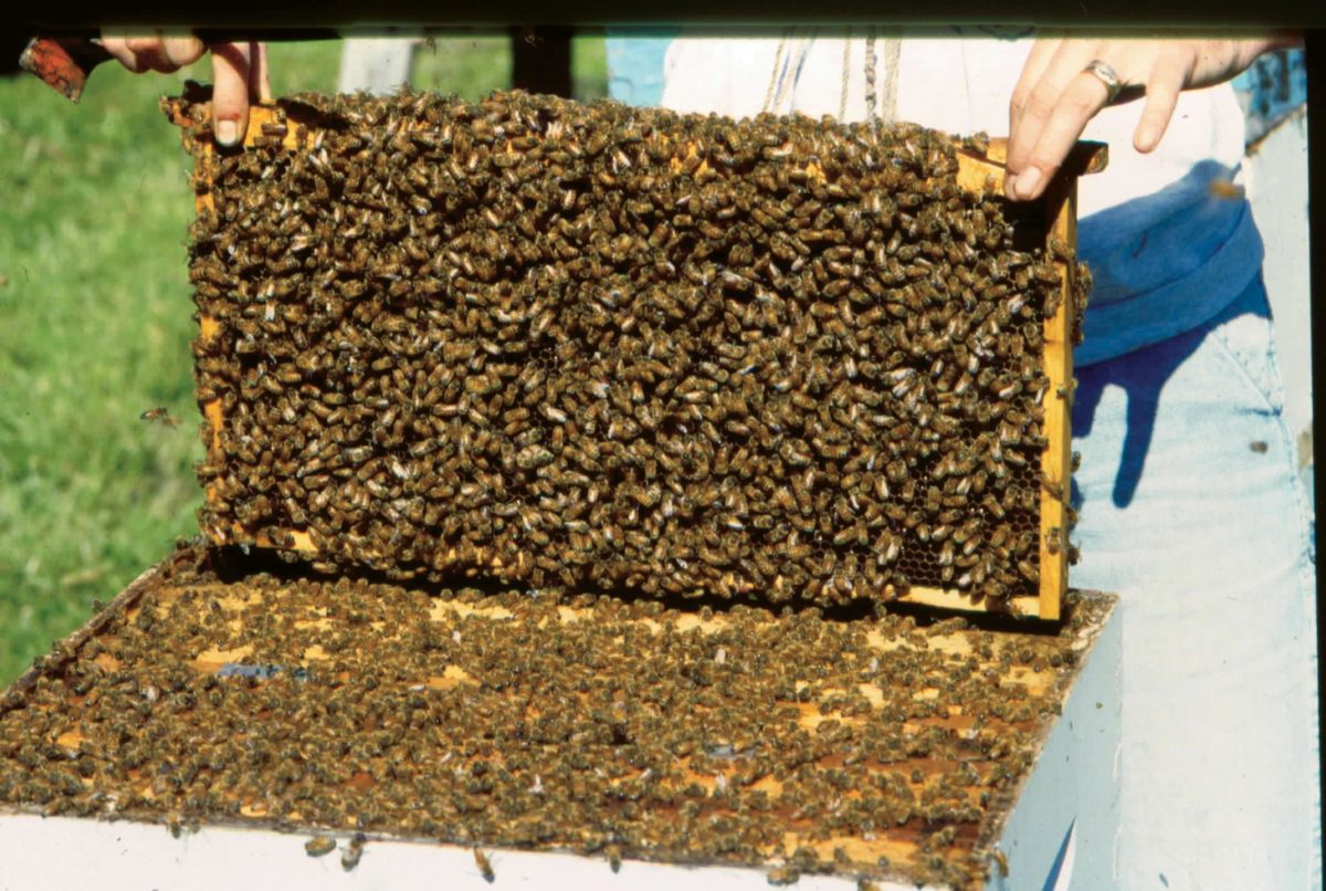 A healthy, populous colony.