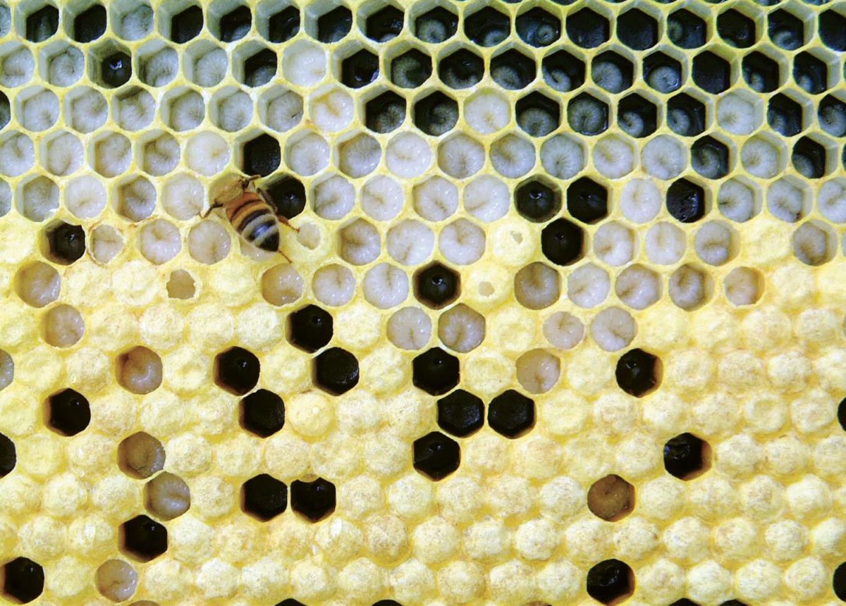 A honey bee comb with healthy larvae visible and pupae in waxed cap cells. A honey bee comb with healthy larvae visible and pupae in waxed cap cells.