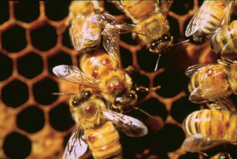 Varroa mites (Varroa destructor).