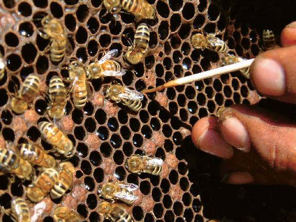 American foulbrood bee on a hive