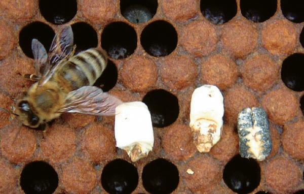 Honey bee larvae affected by the fungal disease chalkbrood.