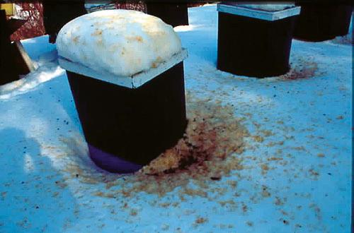A colony of honey bees.