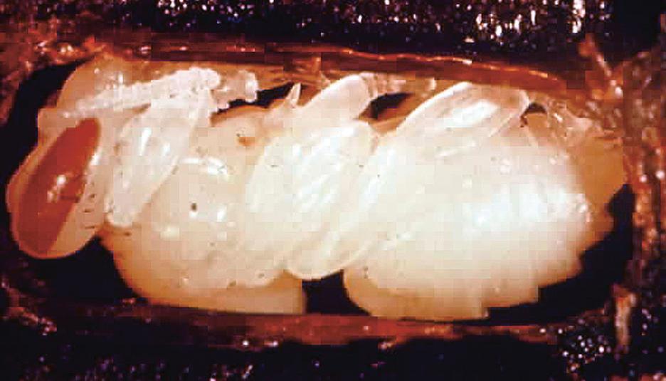 Bee at pupa stage.
