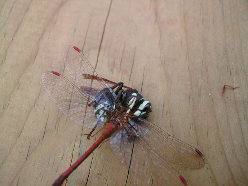 Baldfaced hornet on a wooden surface
