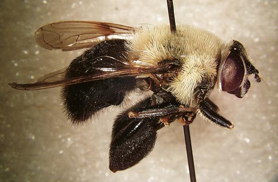 Syrphid fly (Mallota cimbiciform).