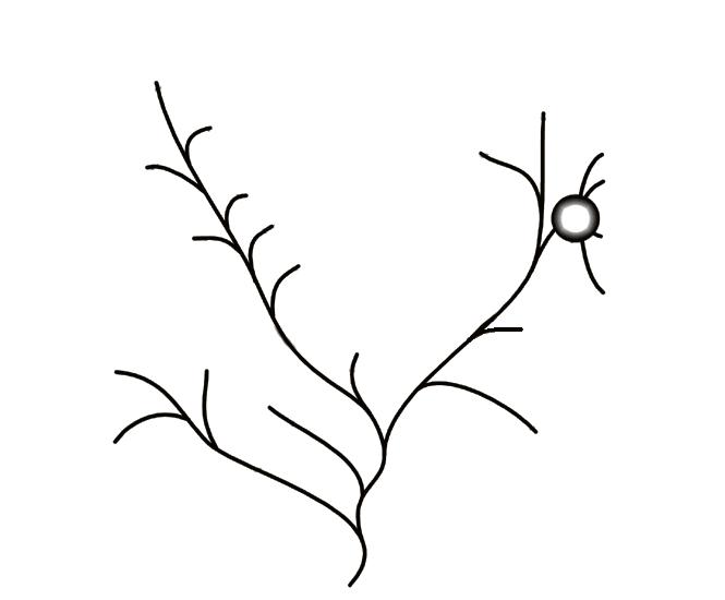 Taxonomic classifications of the order Hymenoptera.