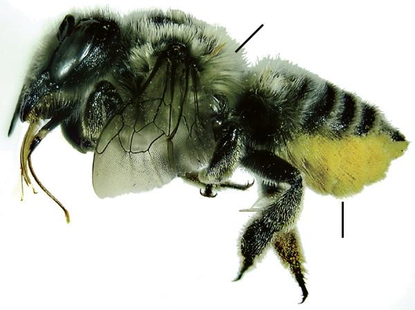 Megachile latimanus against a white background