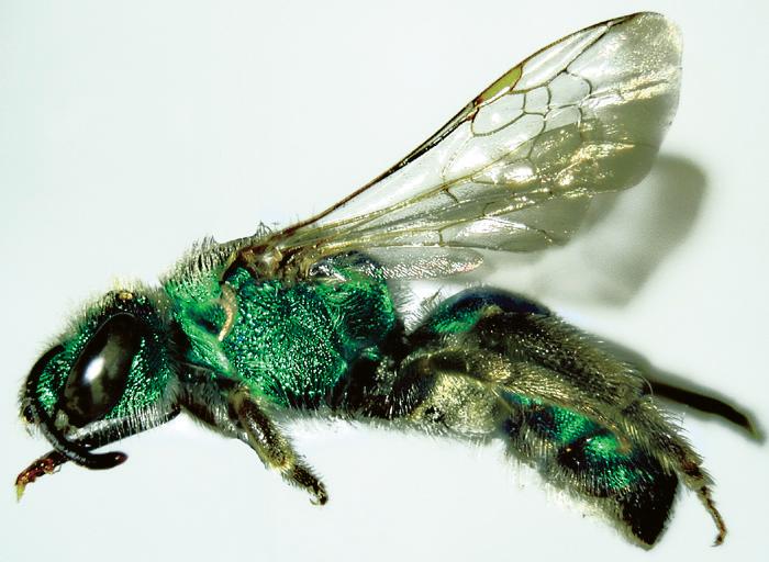 Metallic green Halictus sericeus