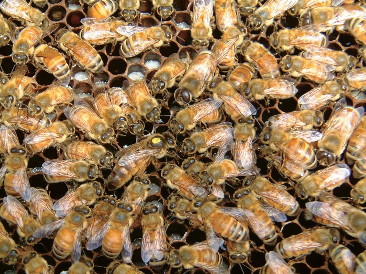 A honey bee queen (center) surrounded by her attendants.
