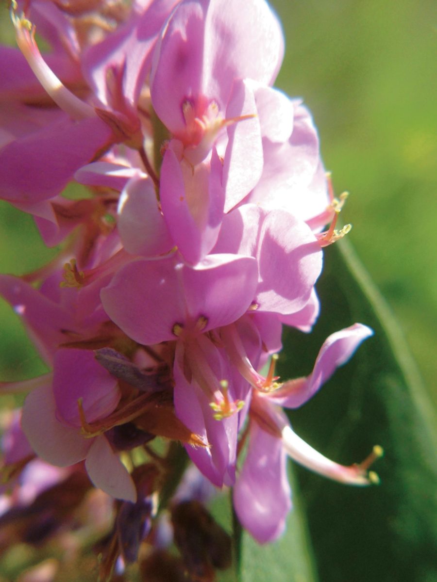 Tick trefoil (Desmodium canadense)