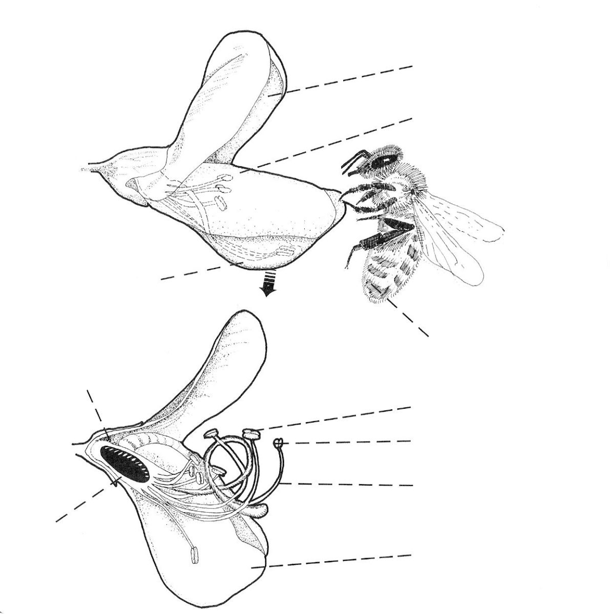 A honey bee tripping an alfalfa flower.