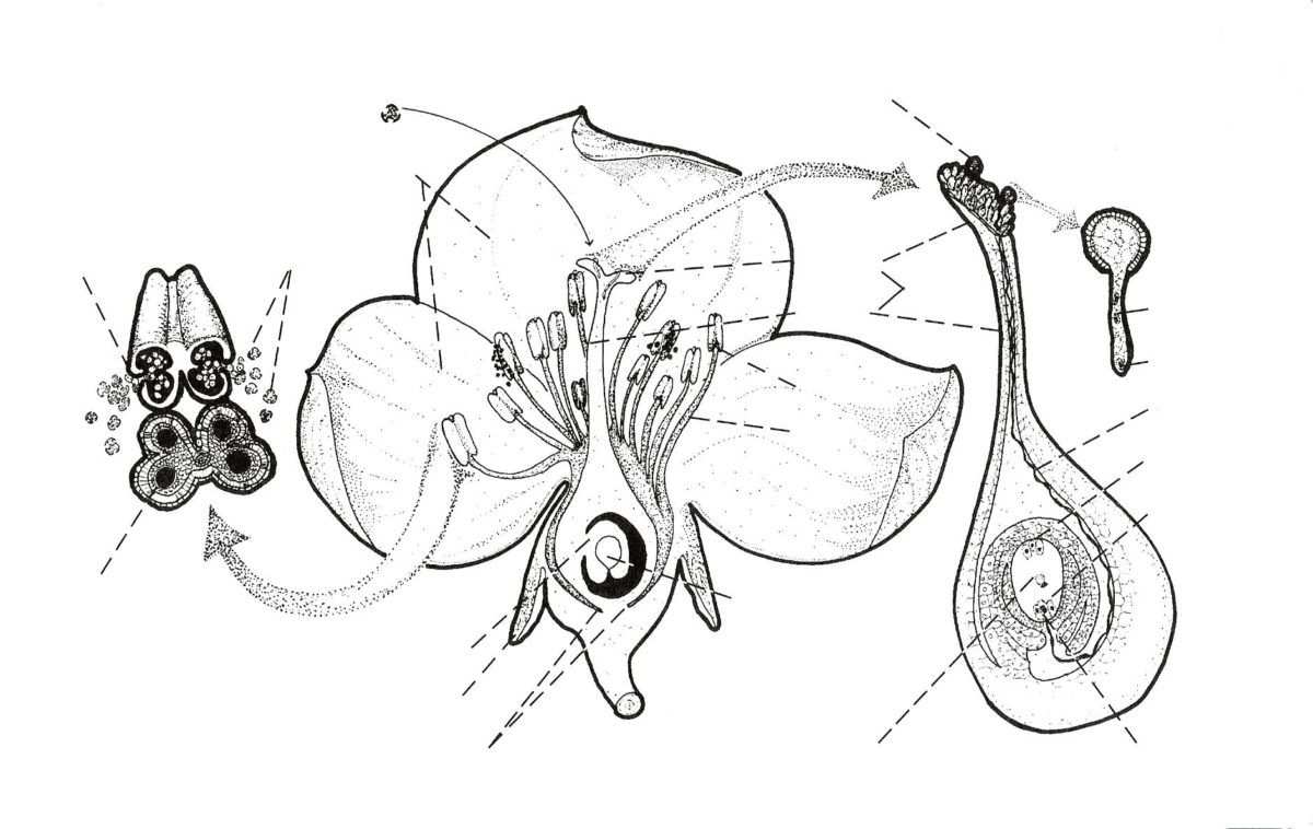 Fertilization of a flower.