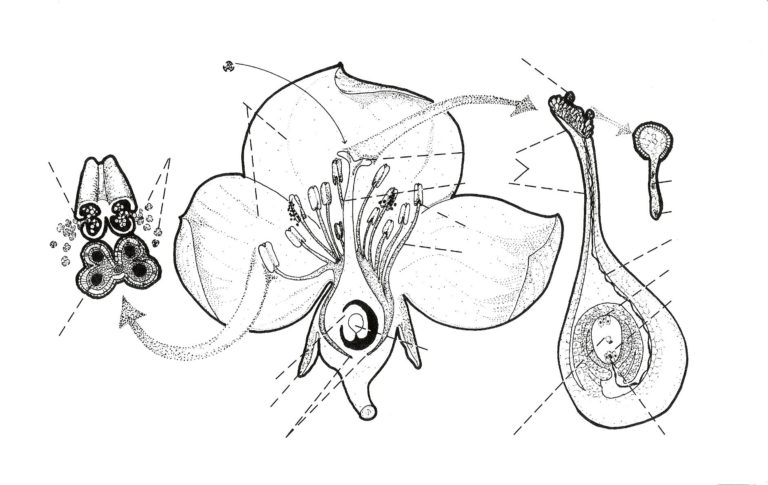 Chapter Four Pollination Botany SARE