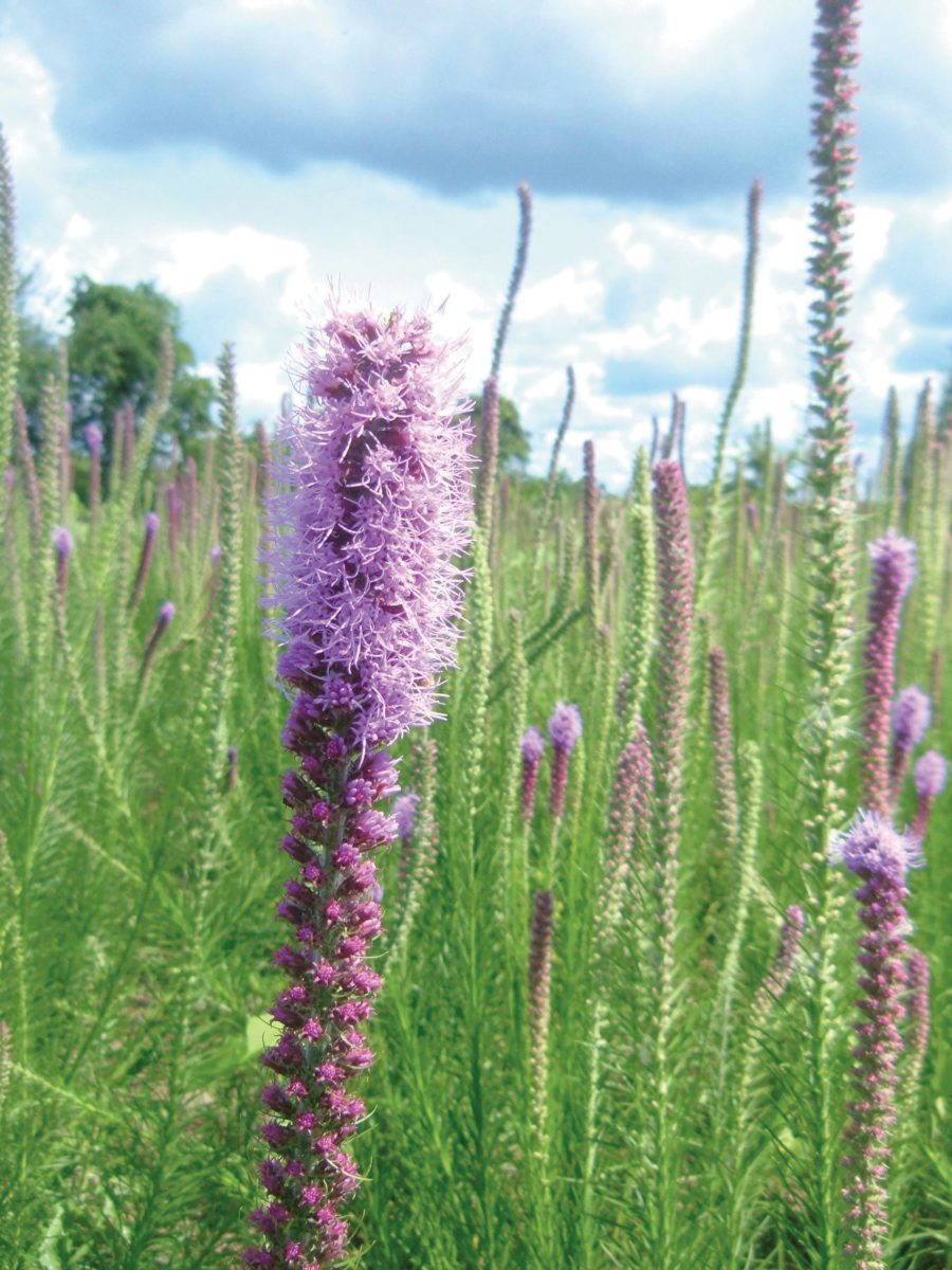 Tall blazing star (Liatris aspera).