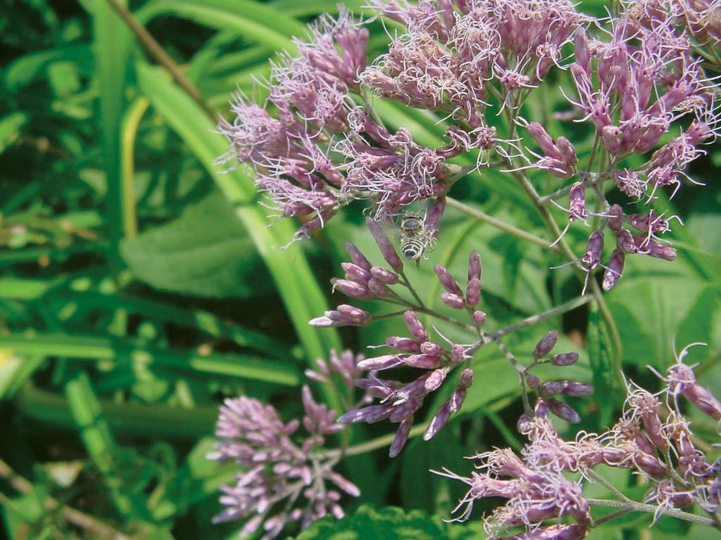 Joe-Pye weed (Eupatorium purpureum)