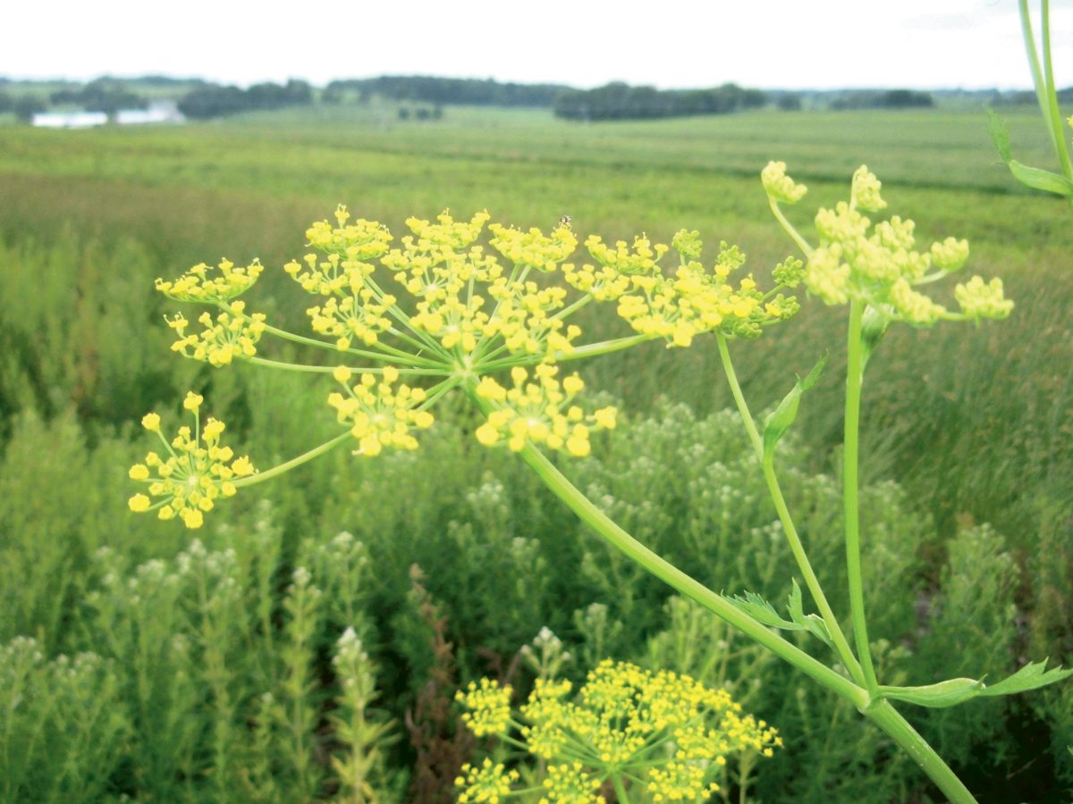 Golden Alexander (Zizia aurea).