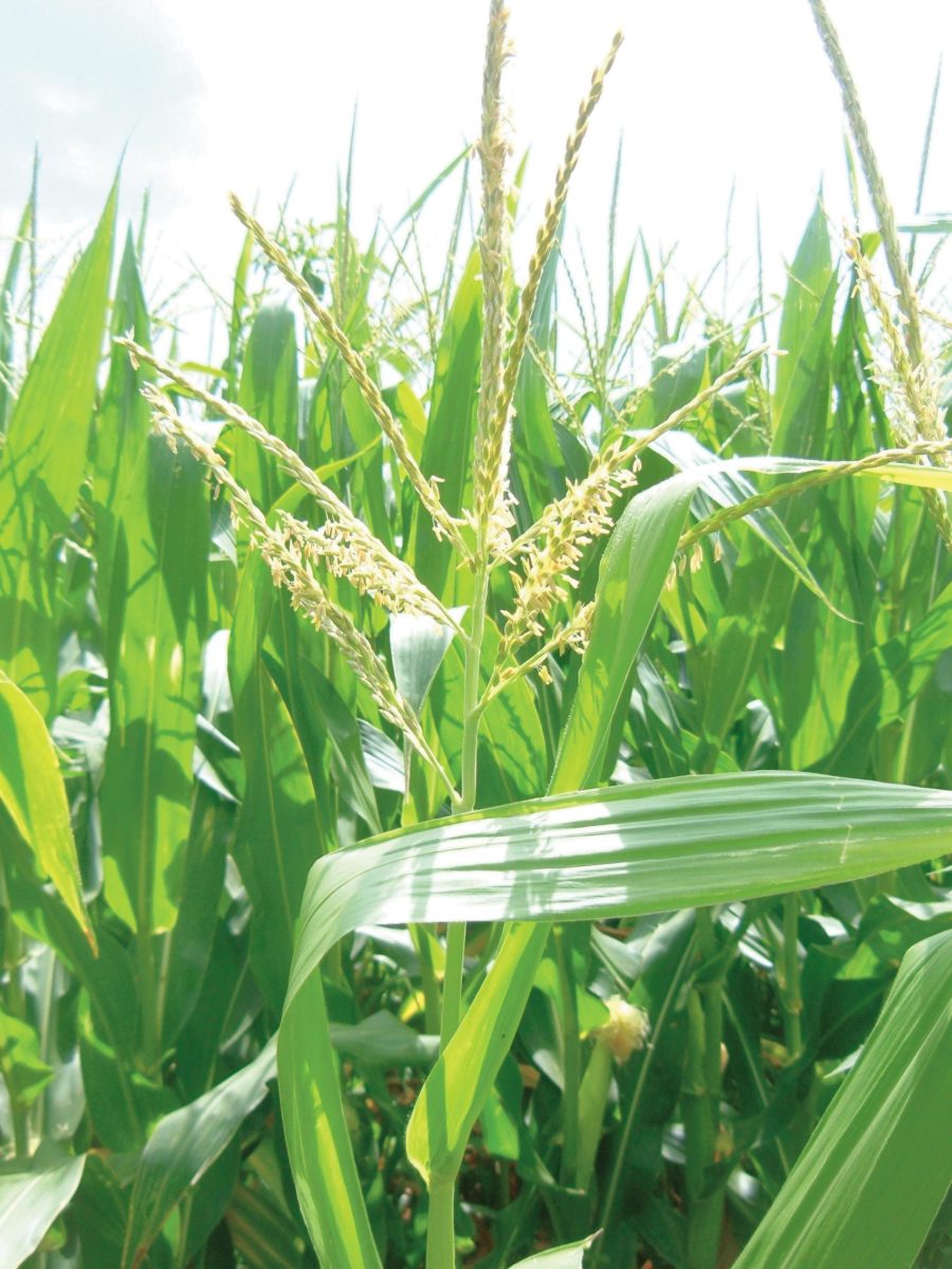 Wind-pollinated plants like corn produce a lot of pollen but lack the showy, colorful appearance of animal pollinated plants.