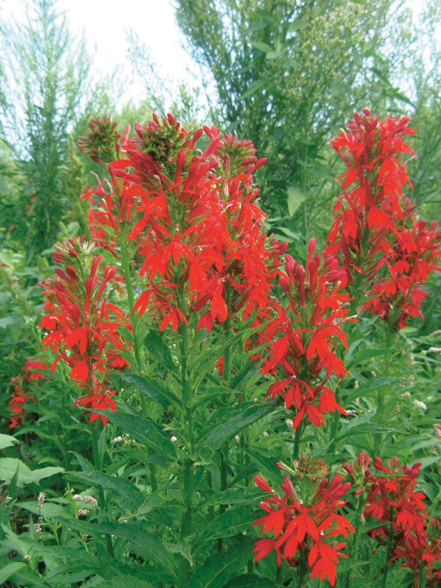 Cardinal flower (Lobelia cardinalis).