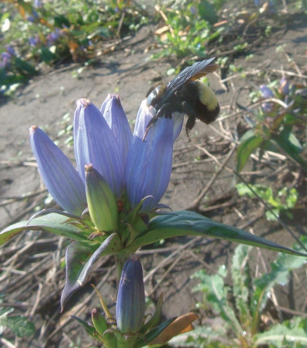 Bottle gentian (Gentiana andrewsii).
