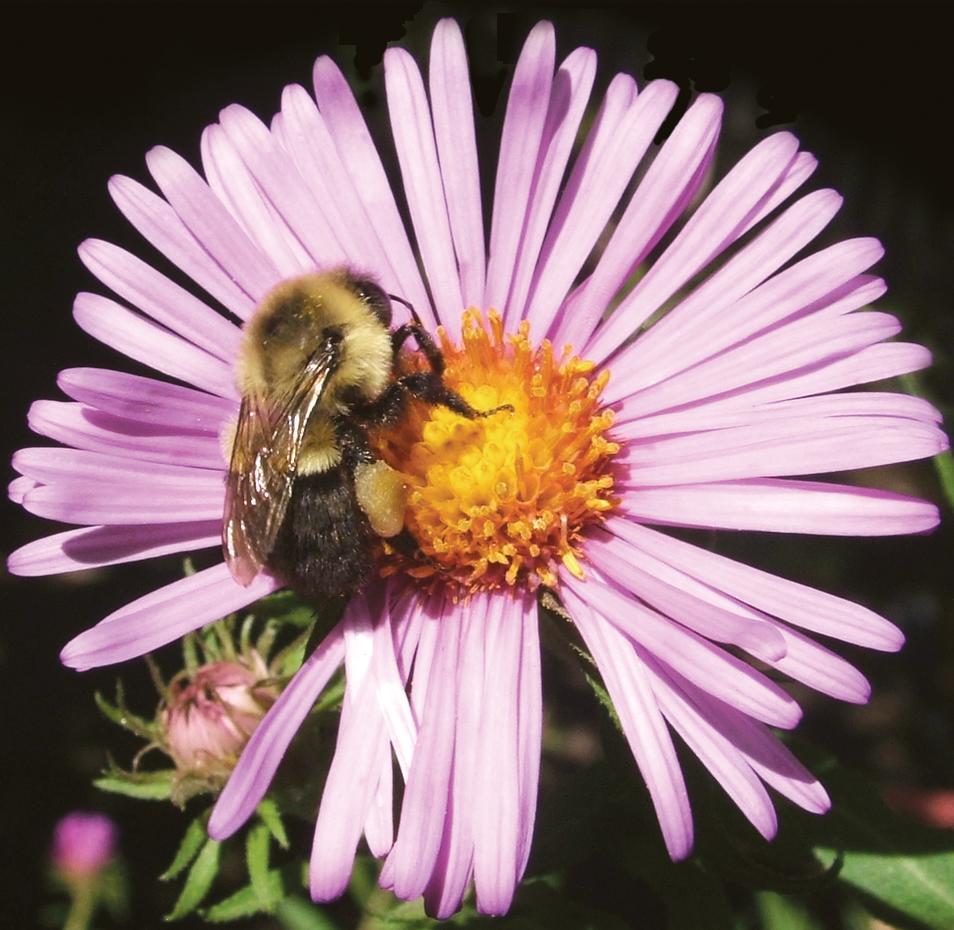 Aster bee on a purple flower