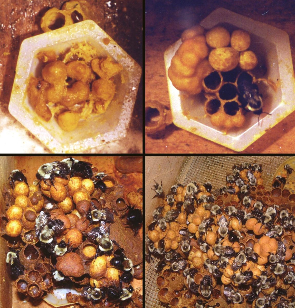 Growth of a bumble bee colony.