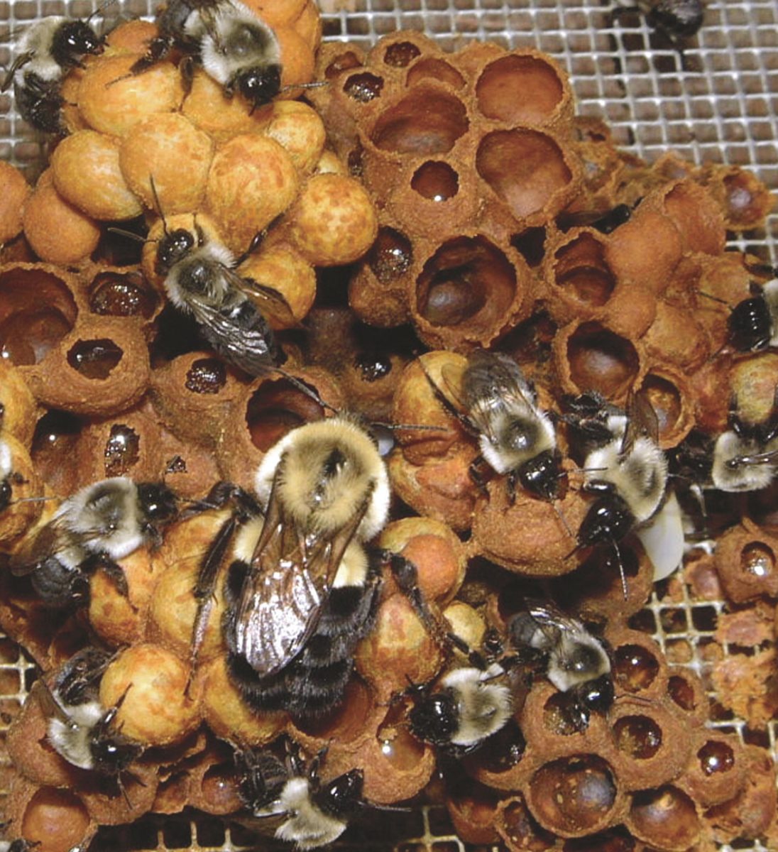 Bumble bee hive interior