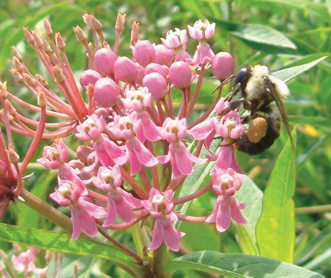 Foraging bumble bees store gathered pollen on their back legs on Swamp Milkweed (Asclepias incarnata).